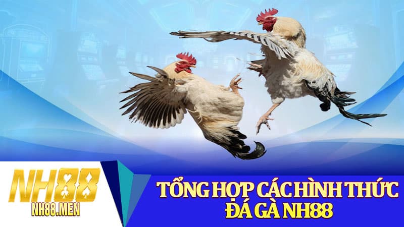 Tổng hợp các hình thức đá gà NH88